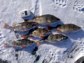 Ahven 2,00 kg