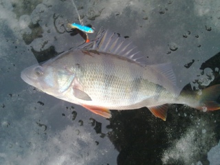 Ahven 410 g