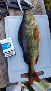 Ahven 790 g
