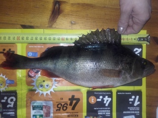 Ahven 630 g