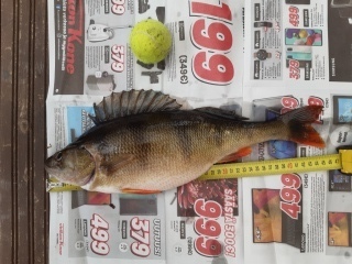 Ahven 1,29 kg