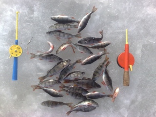 Ahven 1,00 kg