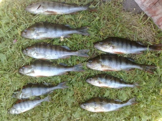Ahven 400 g