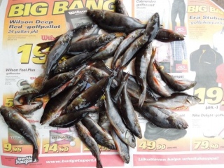 Ahven 1,20 kg