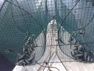 Ahven 2,50 kg
