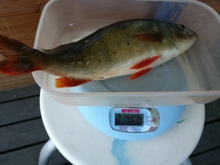 Ahven 750 g