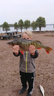 Ahven 1,28 kg