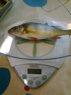 Ahven 150 g