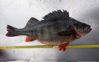 Ahven 1,73 kg