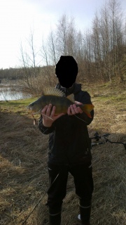 Ahven 1,50 kg