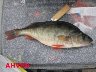 Ahven 300 g
