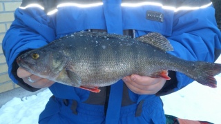 Ahven 1,25 kg