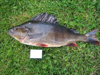 Ahven 1,05 kg