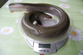 Ankerias 935 g