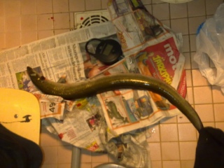 Ankerias 1,10 kg