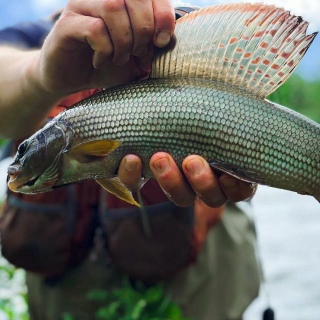 Harjus 1,05 kg