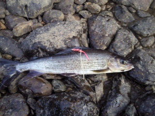 Harjus 270 g