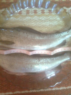 Harjus 900 g