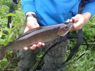 Harjus 465 g