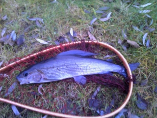 Harjus 400 g