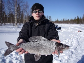 Harjus 990 g