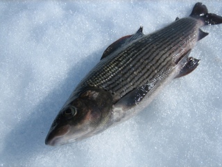Harjus 600 g