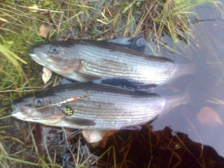 Harjus 1,60 kg