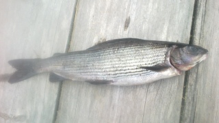 Harjus 300 g