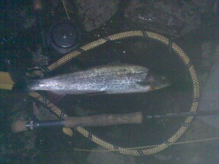 Harjus 700 g