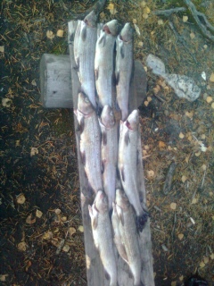 Harjus 700 g