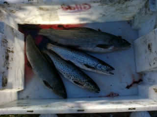 Harjus 1,00 kg