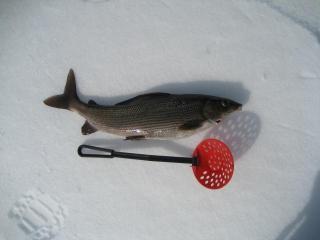 Harjus 730 g