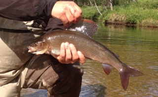 Harjus 1,38 kg