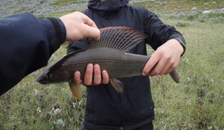 Harjus 1,52 kg