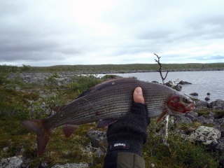 Harjus 630 g