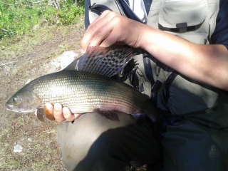 Harjus 1,04 kg