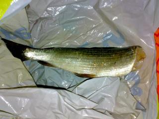 Harjus 250 g