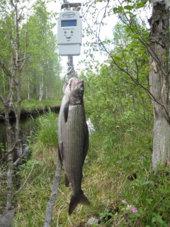 Harjus 395 g