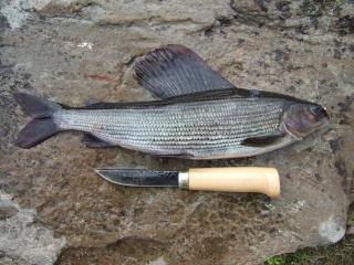 Harjus 450 g