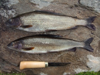 Harjus 900 g