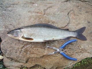 Harjus 400 g