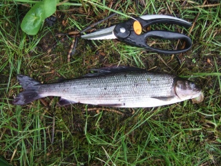 Harjus 400 g