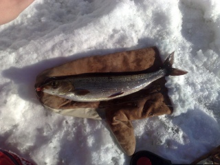 Harjus 200 g