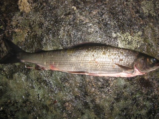 Harjus 465 g