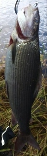 Harjus 560 g