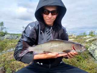 Harjus 1,56 kg