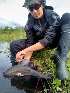Harjus 1,29 kg