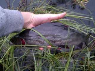 Harjus 550 g