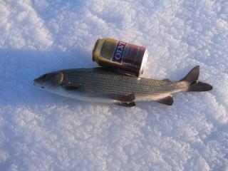 Harjus 540 g