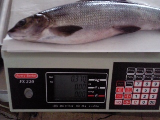 Harjus 370 g
